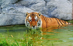 Bengal Tiger in body of water HD wallpaper