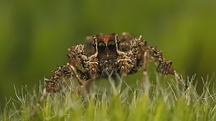 brown jumping spider, spider, animals, nature HD wallpaper