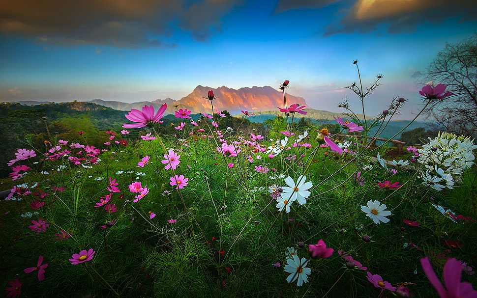 pink and white petaled flower field, landscape, nature, flowers, mountains HD wallpaper