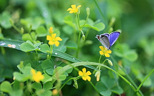 Common Blue Butterfly on yellow petaled flower during daytime