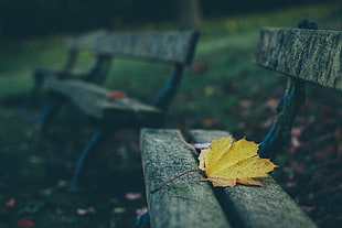 yellow leaf on top of brown wooden outdoor bench chair