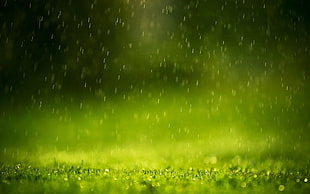splay of water, macro, grass, water drops
