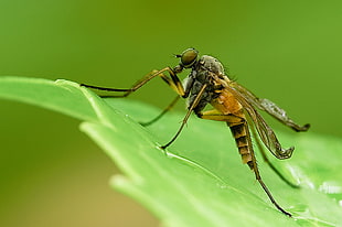closeup photo of black and brown mosquito