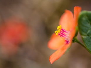selective focus photograph of orange petaled flower