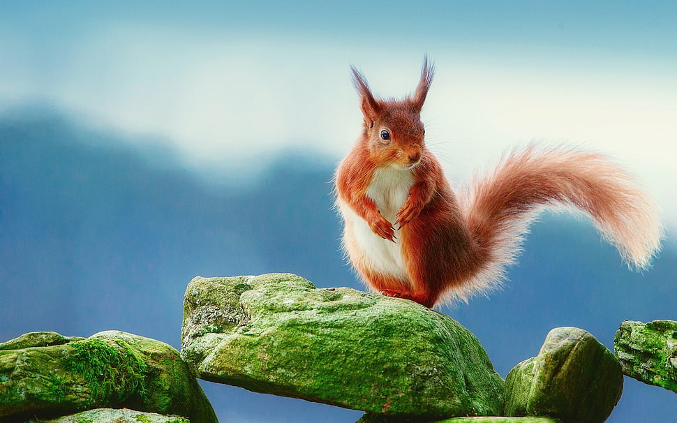 brown and white squirrel HD wallpaper