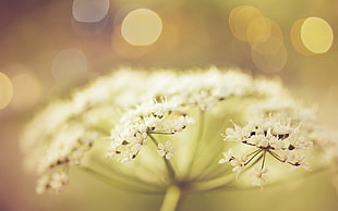 closeup, selective focus, and bokeh photography of white petaled flower, flowers, plants