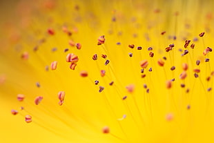 macro photography of yellow flower pollen HD wallpaper