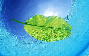 underwater photography of green leaf floating