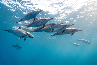 photo of dolphins