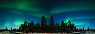 landscape photography of pine tree forest under aurora borealis
