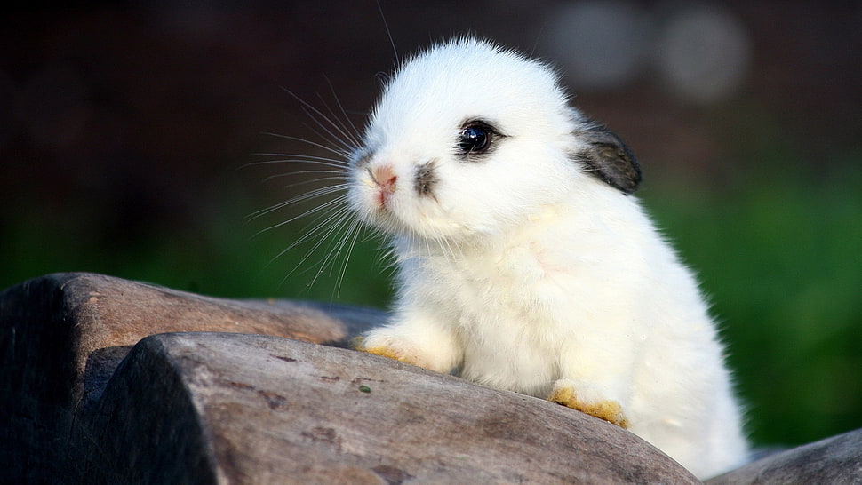 white rabbit on gray stone HD wallpaper