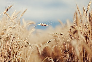 depth of field photography of Wheats