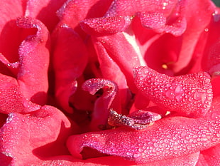 micro photography of red petaled flowers
