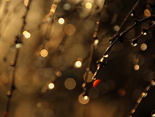 selective photo of water dew