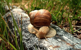 brown garden snail on gray log