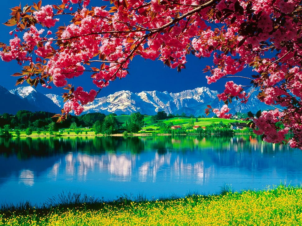 Cherry blossoms, green grasses and body of water HD wallpaper