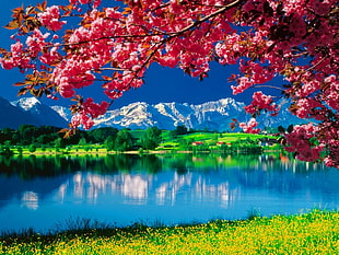Cherry blossoms, green grasses and body of water