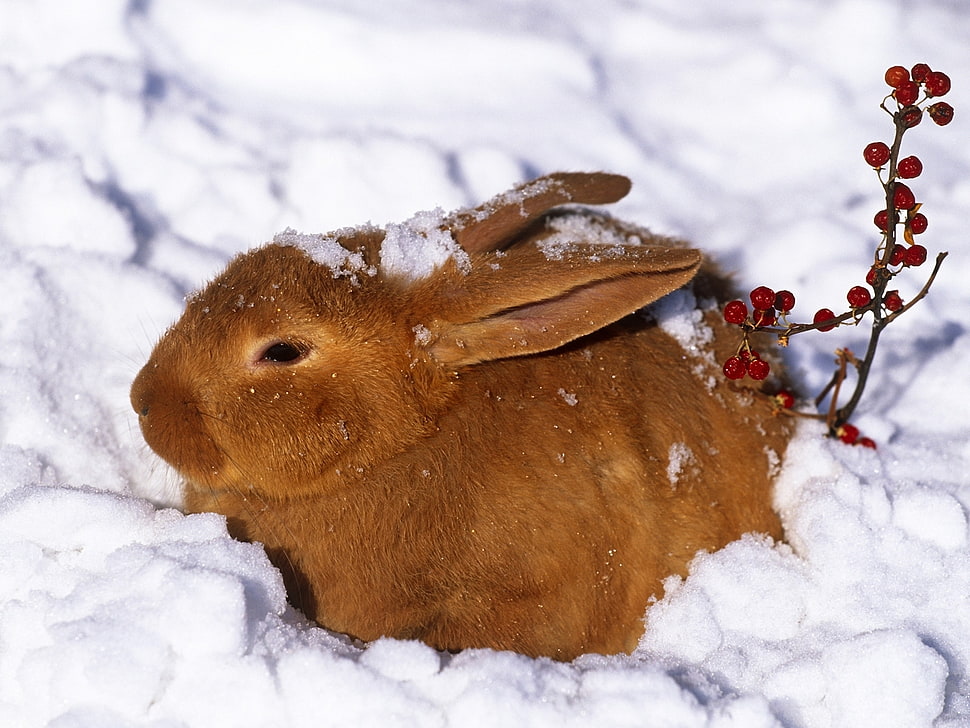 brown rabbit in snow HD wallpaper
