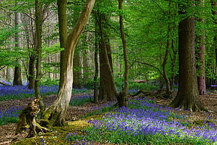 blue petaled flowers under tall trees, knebworth
