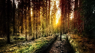 footpath in between forest, forest, sunset, landscape, sunlight HD wallpaper