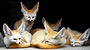pack of large-eared foxes