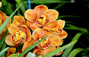 Orchid,  Flower,  Exotic,  Close-up