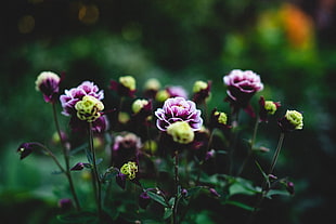 focus photo of pink and green flowers, depth of field, macro, flowers