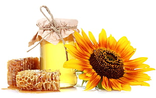 sunflower and clear glass jar