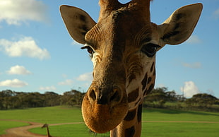 close-up photo of giraffe