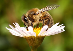 shallow focus on a brown bee sucking a nectar from a white daisy flower