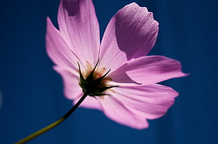 tilt shift lens photography of purple flower
