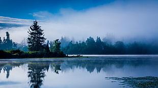 green leafed tree, lake, morning, mist, blue HD wallpaper
