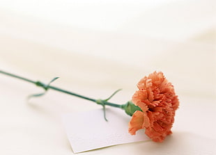 orange Carnation flower on white blank paper