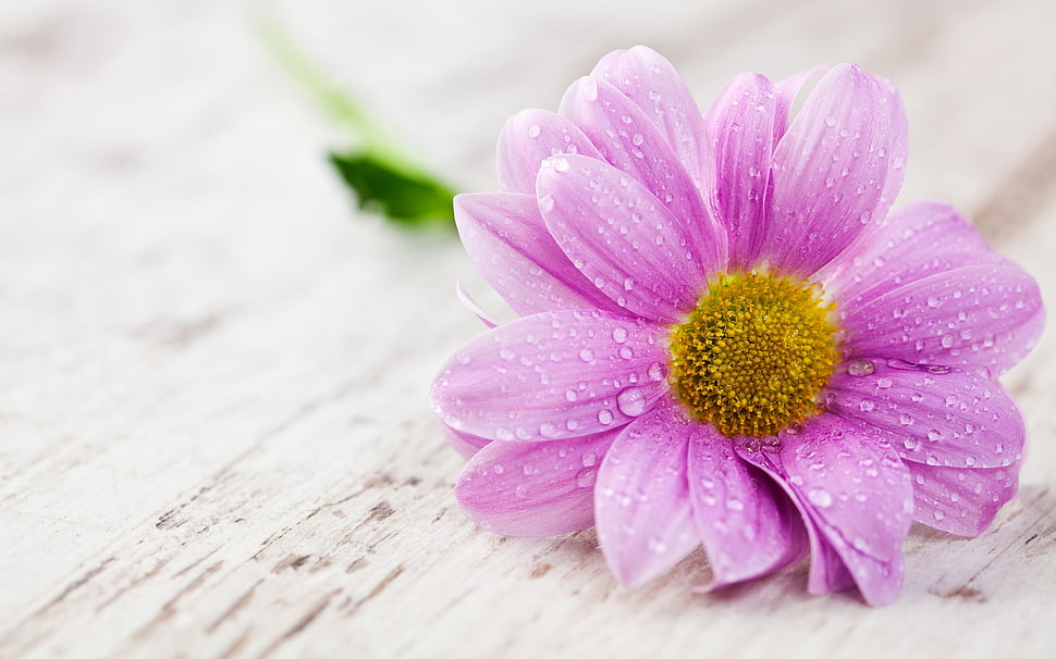 pink Sunflower in selective focus photography HD wallpaper