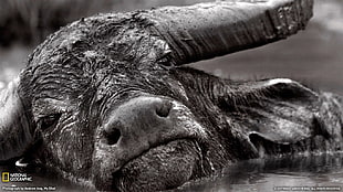 black water buffalo, animals