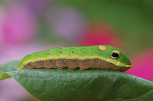 luna moth caterpillar on green leaf