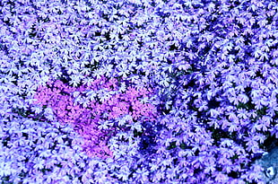 purple and pink flowers closeup photo HD wallpaper