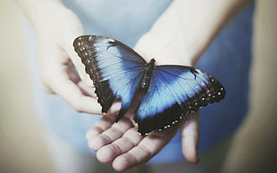 black and blue butterfly, hands, butterfly, insect, animals