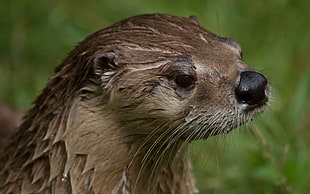 brown otter HD wallpaper