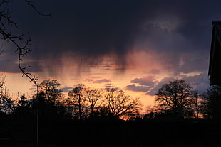 silhouette of trees, landscape HD wallpaper