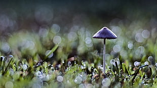 purple mushroom, bokeh, mushroom, grass, nature HD wallpaper