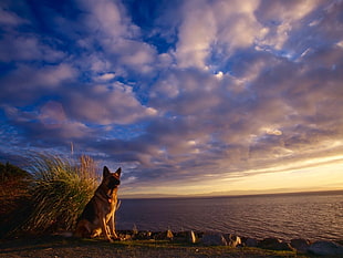 German Shepherd siting near shore HD wallpaper