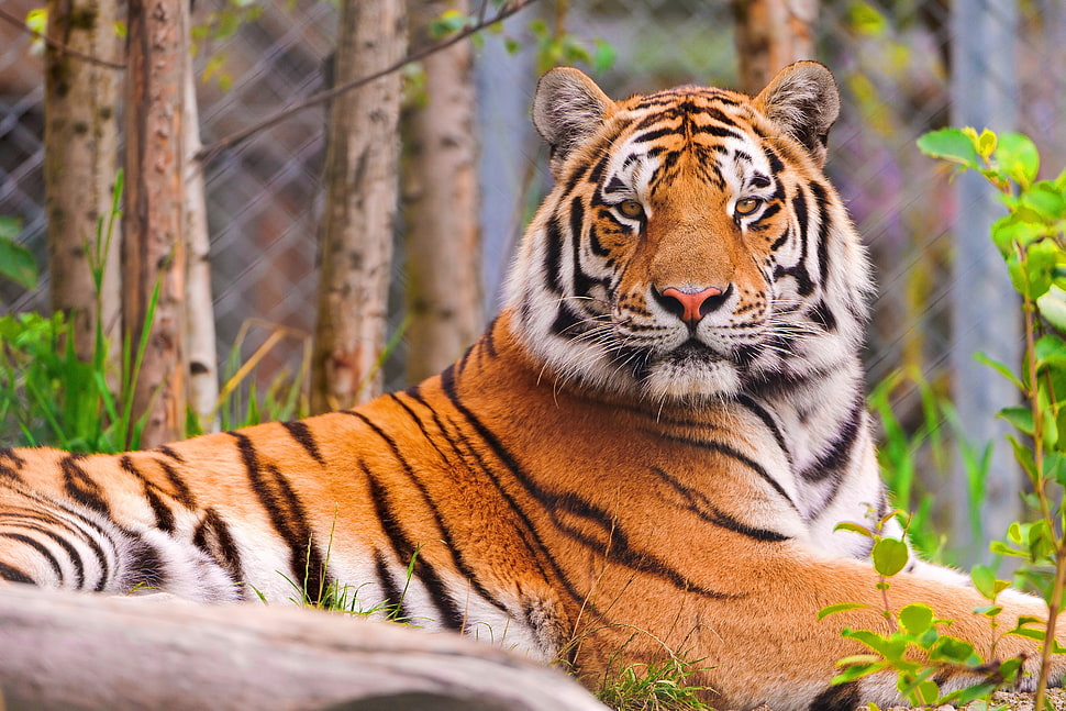 tiger lying on grass HD wallpaper