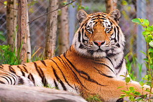 tiger lying on grass
