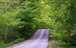 photo of a road with trees