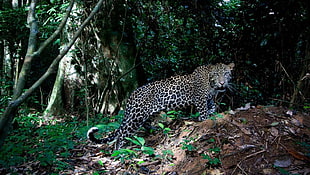 black and white leopard print textile, big cats, jaguars