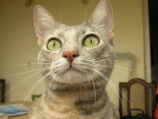 silver tabby cat face HD wallpaper