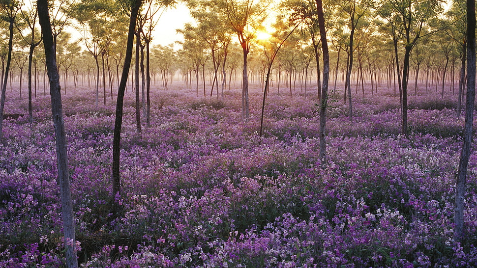 purple petaled flower field near trees during golden hour HD wallpaper