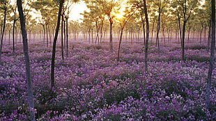 purple petaled flower field near trees during golden hour