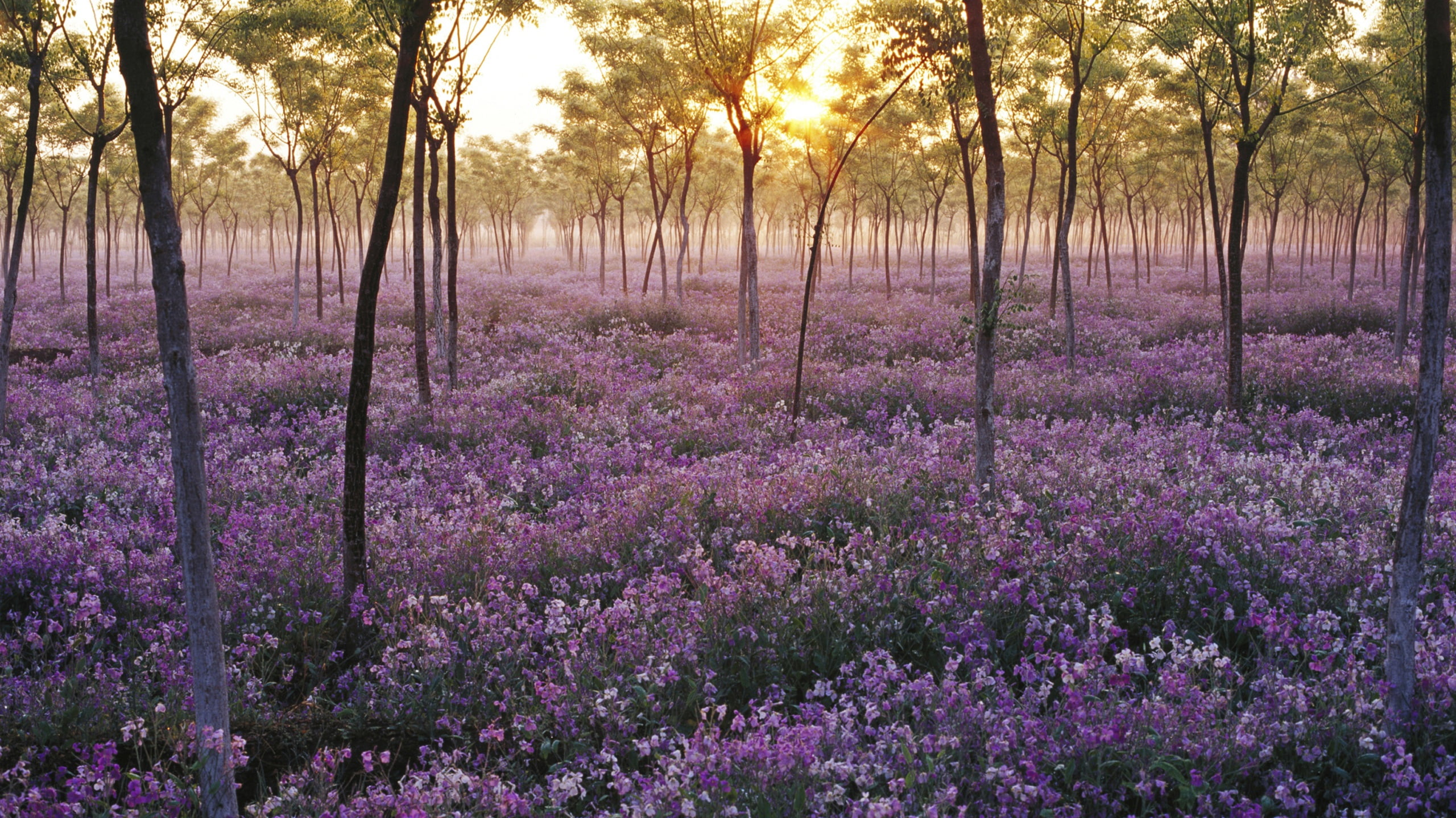 purple petaled flower field near trees during golden hour
